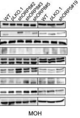 Western Blot: YAP1 AntibodyBSA Free [NB110-58358]
