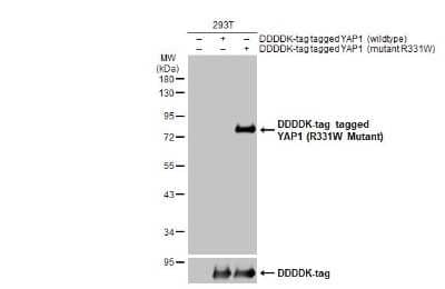 Western Blot: YAP1 AntibodyR331W Mutant [NBP3-13453]