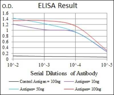 ELISA: YAP1 Antibody (1A12) - Azide and BSA Free [NBP2-81014]