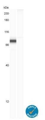 Knockout Validated: YAP1 Antibody (1A12) - Azide and BSA Free [NBP2-81014]