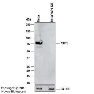 Simple Western: YAP1 Antibody (1A12)Azide and BSA Free [NBP2-81014]