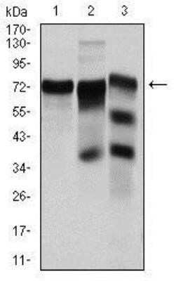 Western Blot: YAP1 Antibody (1A12)Azide and BSA Free [NBP2-81014]