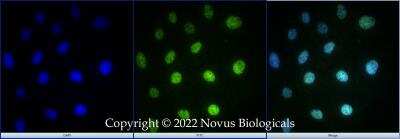 Immunocytochemistry/ Immunofluorescence: YAP1 Antibody (1A12) - BSA Free [NBP2-22117]