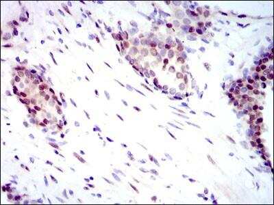 Immunohistochemistry-Paraffin: YAP1 Antibody (1A12) - BSA Free [NBP2-22117]