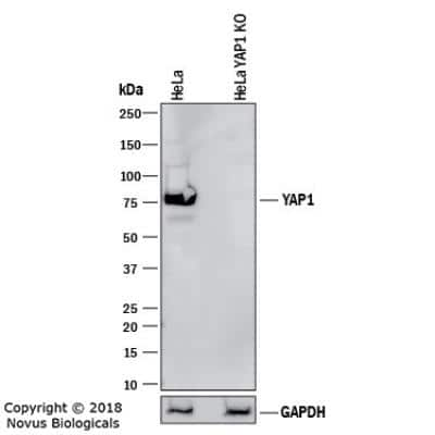 Knockout Validated: YAP1 Antibody (1A12) - BSA Free [NBP2-22117]