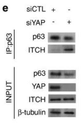 Knockdown Validated: YAP1 Antibody (2F12) - Isoform 5 [H00010413-M01]