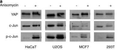 Western Blot: YAP1 Antibody (2F12)Isoform 5 [H00010413-M01]