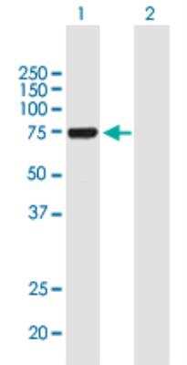 Western Blot: YAP1 Antibody (2F12)Isoform 5 [H00010413-M01]