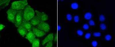 Immunocytochemistry/ Immunofluorescence: YAP1 Antibody (SU33-06) [NBP2-67467]