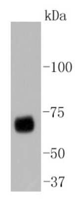 Western Blot: YAP1 Antibody (SU33-06) [NBP2-67467]