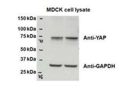 Western Blot: YAP1 Antibody [NBP1-46105]