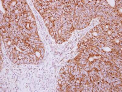 Immunohistochemistry-Paraffin: YARS2 Antibody [NBP2-20928]