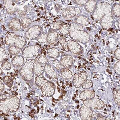 Immunohistochemistry-Paraffin: YARS2 Antibody [NBP2-38832]