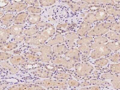 Immunohistochemistry-Paraffin: YARS2 Antibody [NBP2-97899]