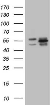 Western Blot: YB1 Antibody (OTI7B4) [NBP2-46381]