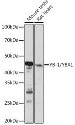 Western Blot: YB1 Antibody (9J7M4) [NBP3-16213]