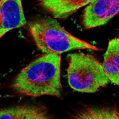 Immunocytochemistry/ Immunofluorescence: YB1 Antibody [NBP1-89945]