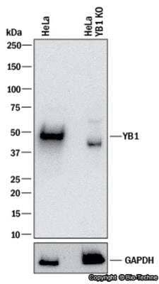 Knockdown Validated: YB1 Antibody [NBP1-89945]