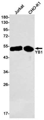 Western Blot: YB1 Antibody (S03-6G4) [NBP3-19806]