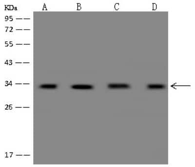 Western Blot: YB1 Antibody [NBP2-98908]