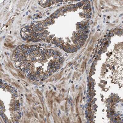 Immunohistochemistry-Paraffin: YBEY Antibody [NBP1-89876]
