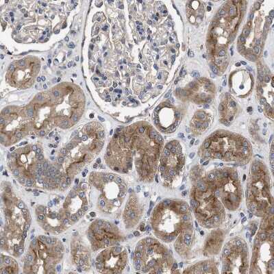Immunohistochemistry-Paraffin: YBEY Antibody [NBP1-89876]