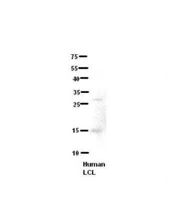 Western Blot: YF5 Antibody [NBP1-56908]