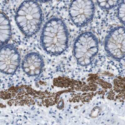 Immunohistochemistry-Paraffin: YIF1A Antibody [NBP1-89362]
