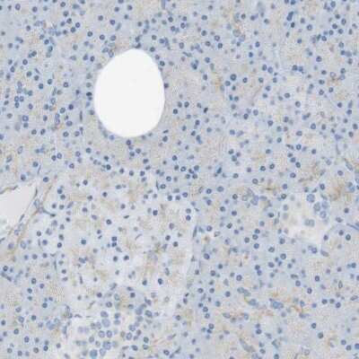 Immunohistochemistry-Paraffin: YIF1A Antibody [NBP1-89362]