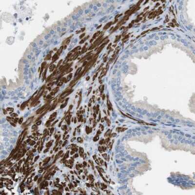 Immunohistochemistry-Paraffin: YIF1A Antibody [NBP1-89362]