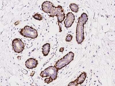 Immunohistochemistry-Paraffin: YIF1A Antibody [NBP3-12559]