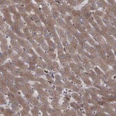 Immunohistochemistry-Paraffin: YIF1A Antibody [NBP3-17780]