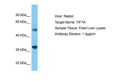 Western Blot: YIF1A Antibody [NBP2-83772]