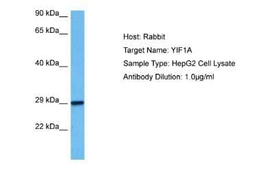 Western Blot: YIF1A Antibody [NBP2-83774]