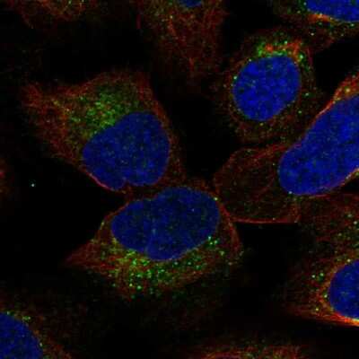 Immunocytochemistry/ Immunofluorescence: YIF1B Antibody [NBP2-55325]