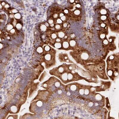 Immunohistochemistry-Paraffin: YIF1B Antibody [NBP2-49179]