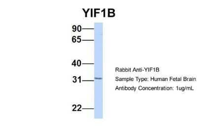 Western Blot: YIF1B Antibody [NBP1-59926]