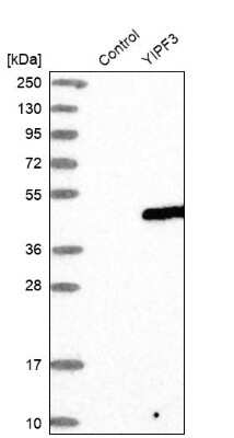 Western Blot: YIPF3 Antibody [NBP1-86765]