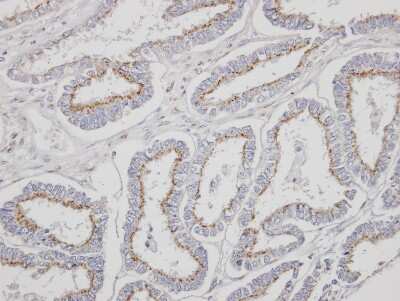 Immunohistochemistry-Paraffin: YIPF4 Antibody [NBP1-32497]