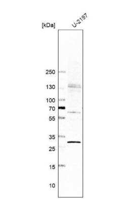 Western Blot: YIPF5 Antibody [NBP2-57970]