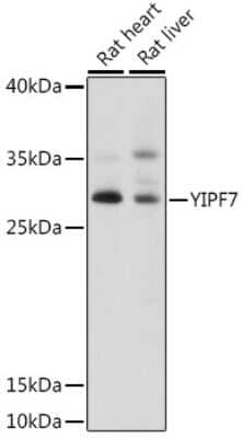 Western Blot: YIPF7 AntibodyAzide and BSA Free [NBP2-93975]