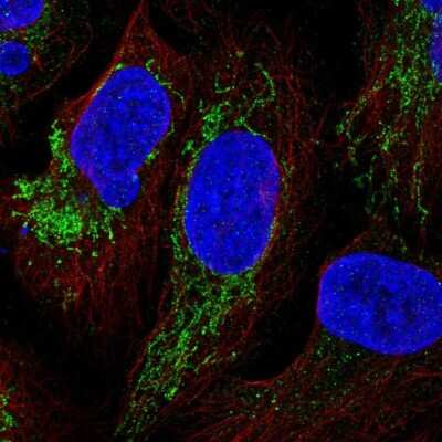 Immunocytochemistry/ Immunofluorescence: YJEFN3 Antibody [NBP2-32568]