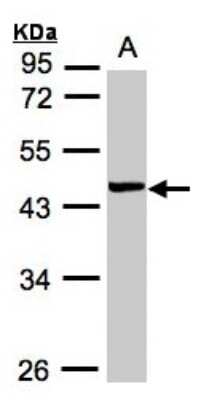 Western Blot: YL1 Antibody [NBP1-32503]