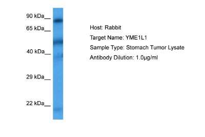 Western Blot: YME1L1 Antibody [NBP2-86397]