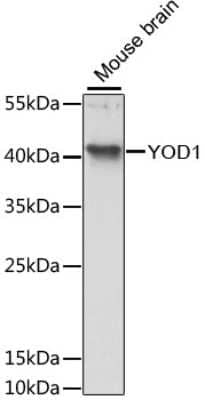 Western Blot: YOD1 AntibodyAzide and BSA Free [NBP2-93934]