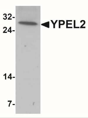 Western Blot: YPEL2 AntibodyBSA Free [NBP2-41164]