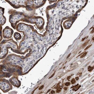 Immunohistochemistry-Paraffin: YPEL3 Antibody [NBP1-81237]