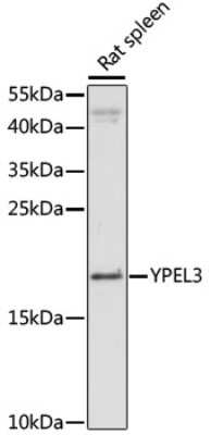 Western Blot: YPEL3 AntibodyAzide and BSA Free [NBP2-94223]