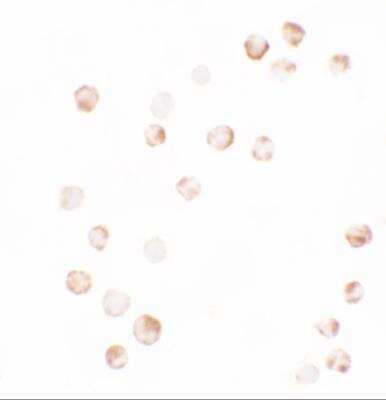 Immunocytochemistry/ Immunofluorescence: YPEL4 Antibody - BSA Free [NBP2-81957]