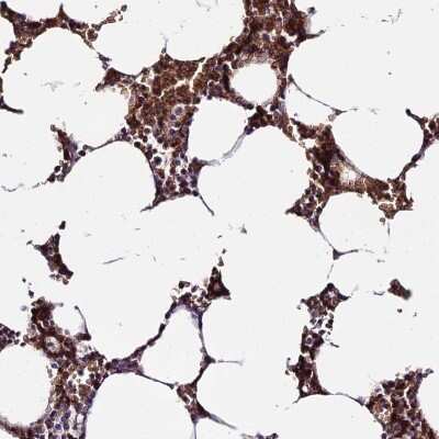 Immunohistochemistry-Paraffin: YPEL5 Antibody [NBP2-13530]